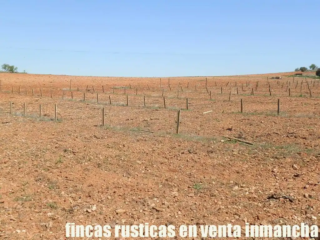 Rural land for sale in Valdepeñas, imagen 21