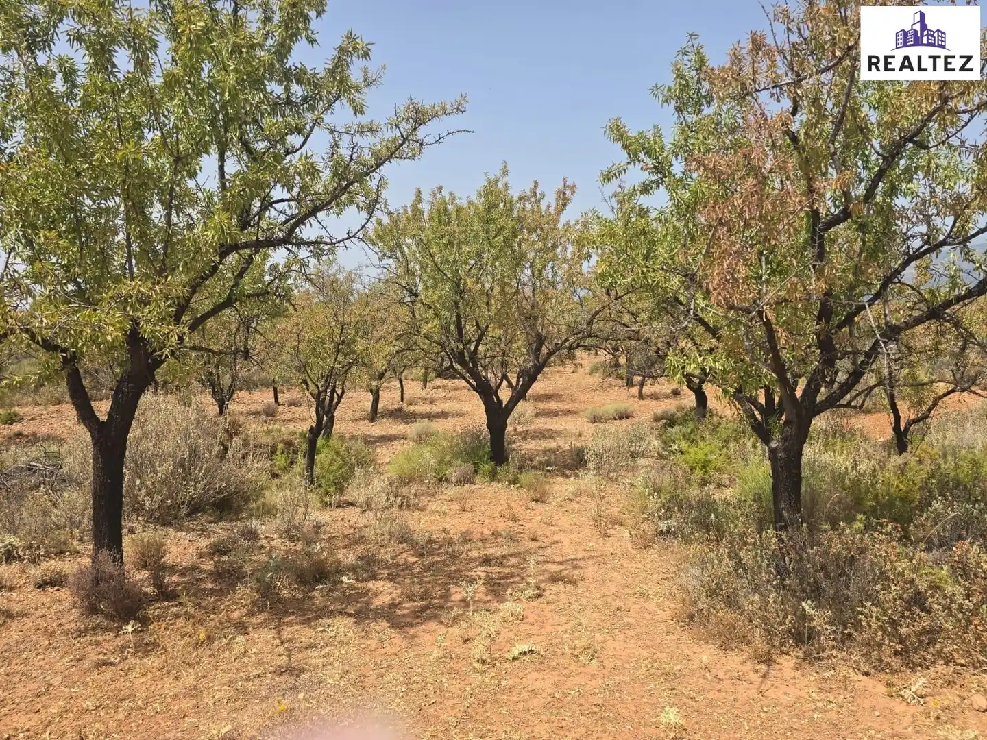 Terrain rustique à vendre à Alcolea, imagen 7