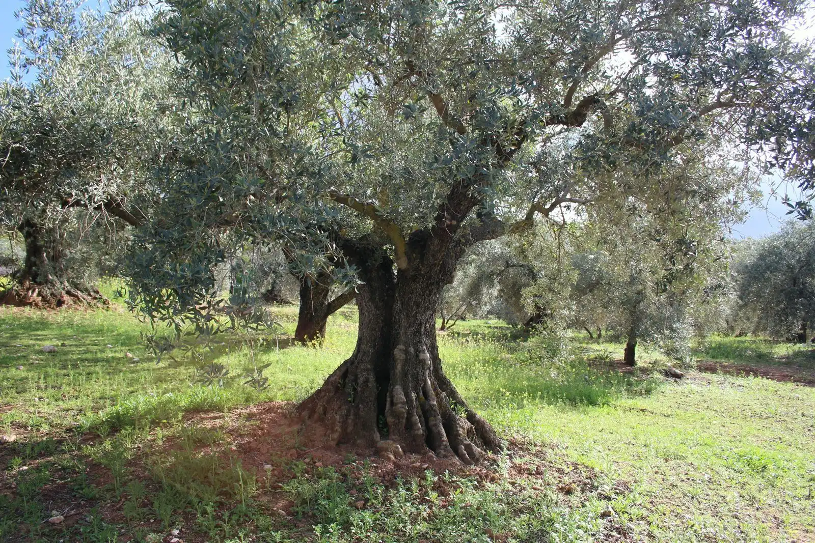 Terreno rustico in vendita a Calicasas, imagen 6