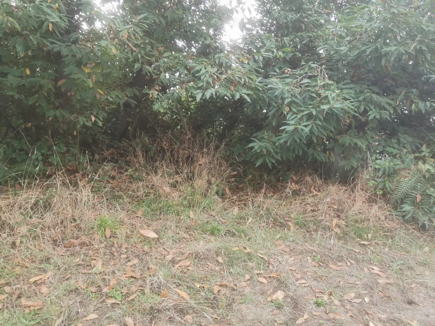 Terreno rustico in vendita a Camino Lomo Alto 8, imagen 14