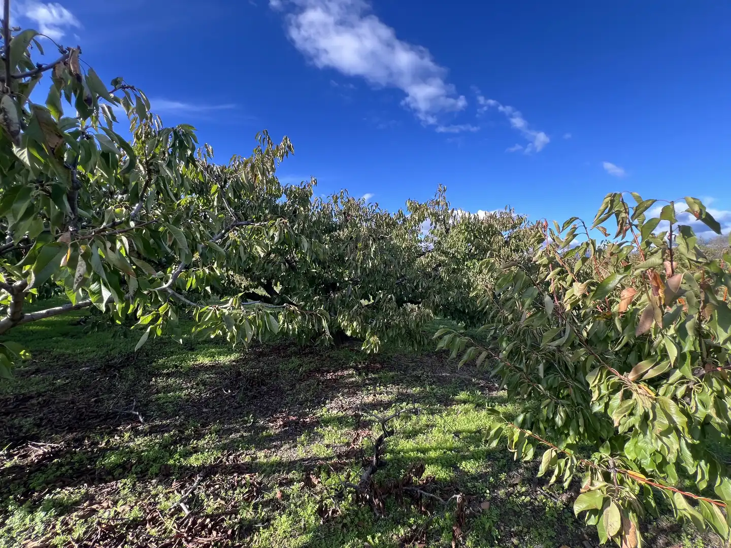 Terreni e lotti in vendita a Avenida de la Constitución 108, imagen 5
