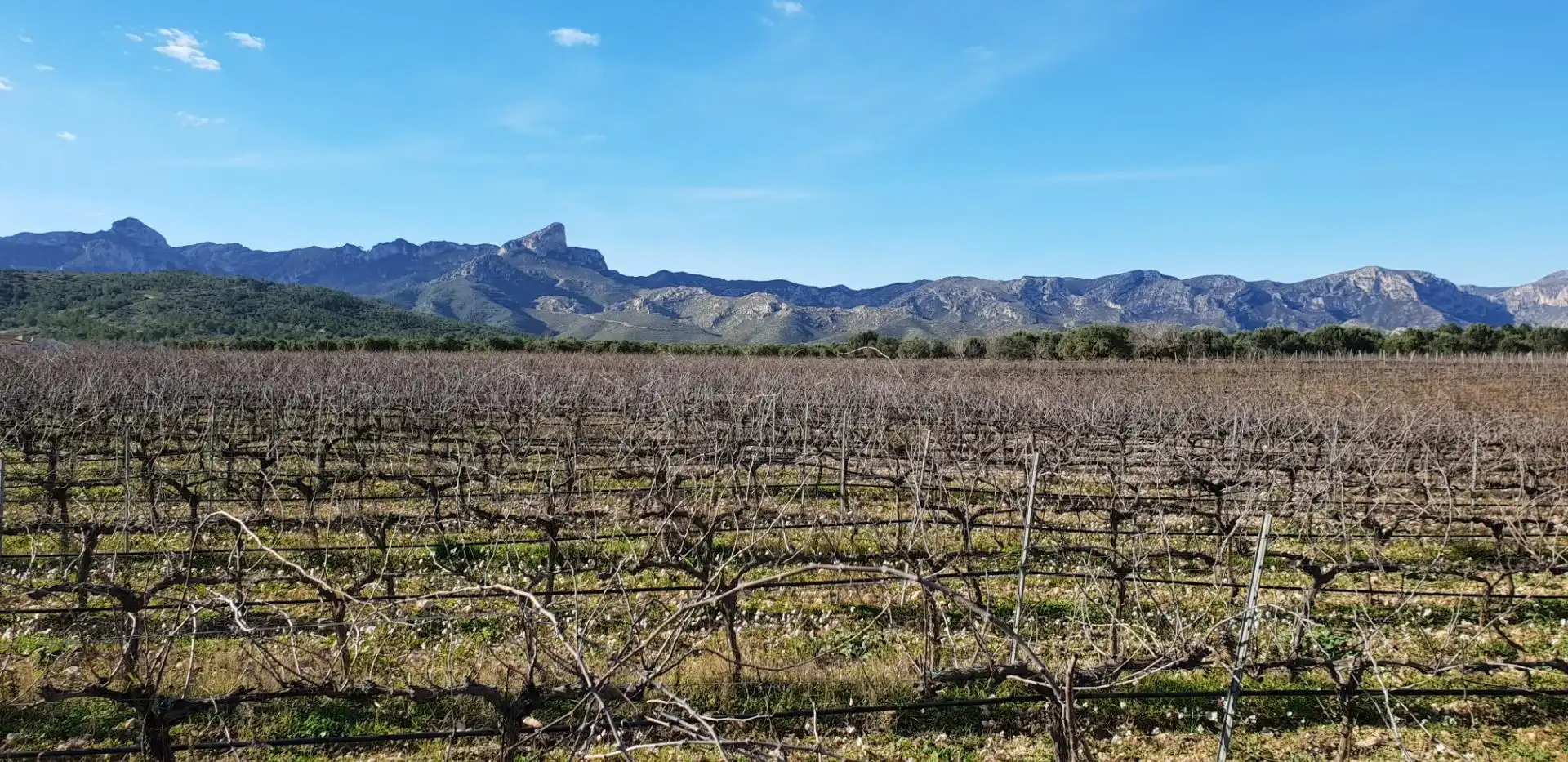 Vista exterior de Finca rústica en venta en El Perelló con Jardín privado, Terraza y Trastero
