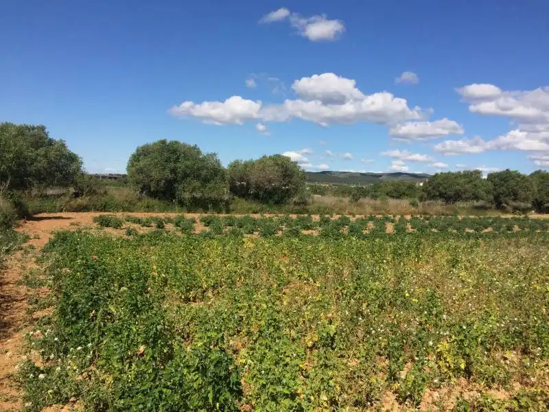 Country homes for sale in El Tancat - Mas d'en Gual