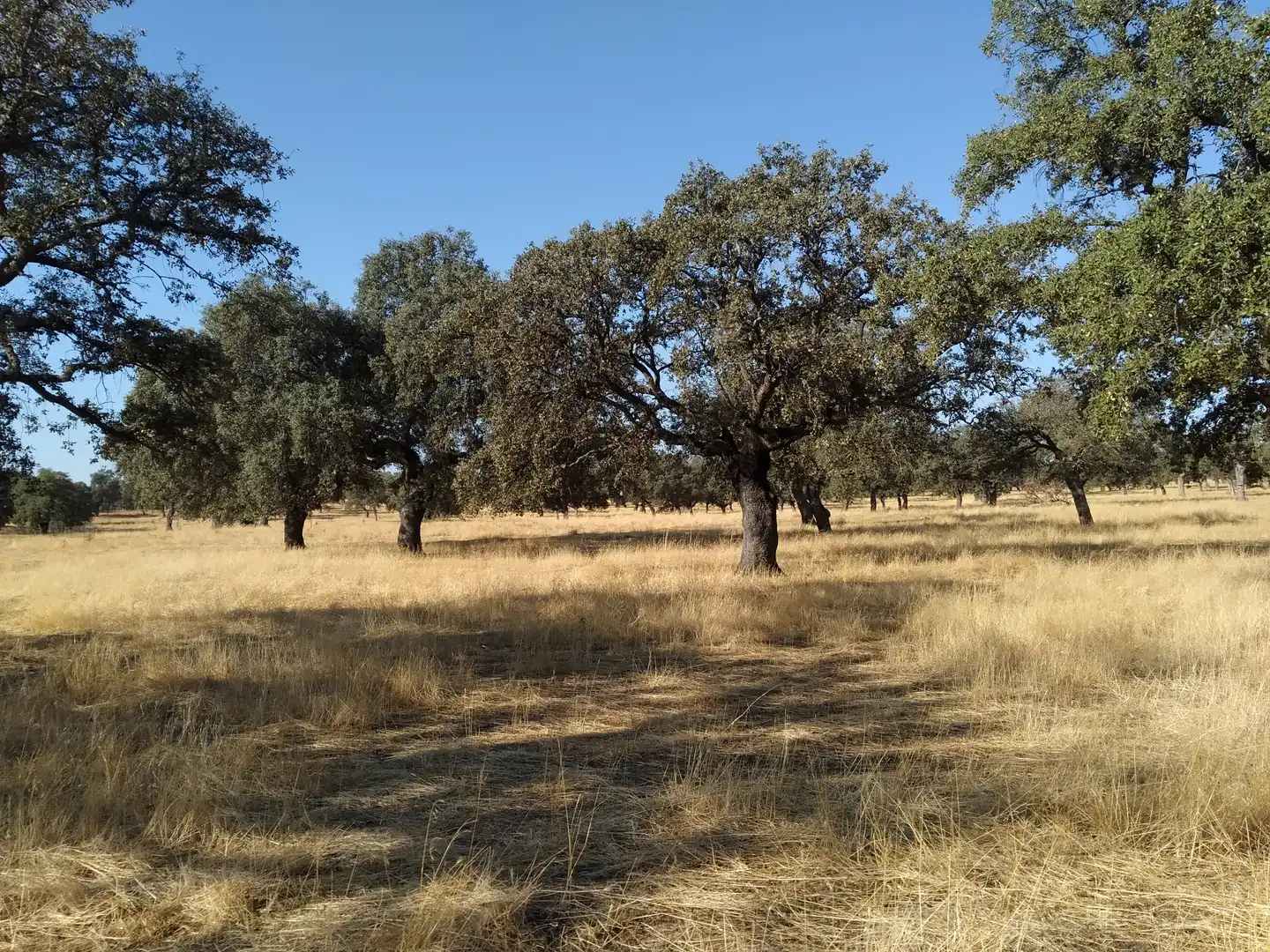 Terreno rustico in vendita a Villanueva de Córdoba, imagen 3