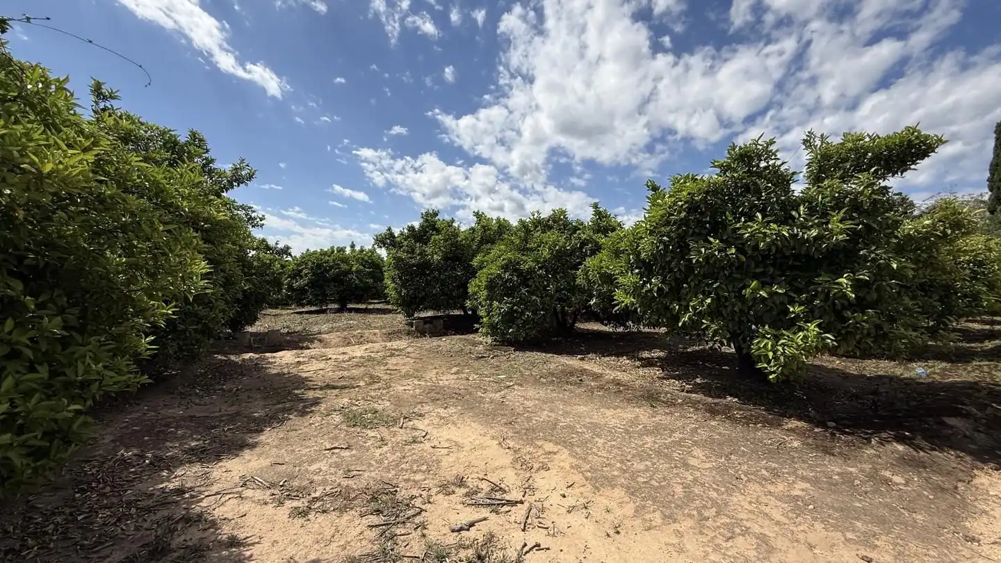 Terrain rustique à vendre à La Pobla Llarga, imagen 5