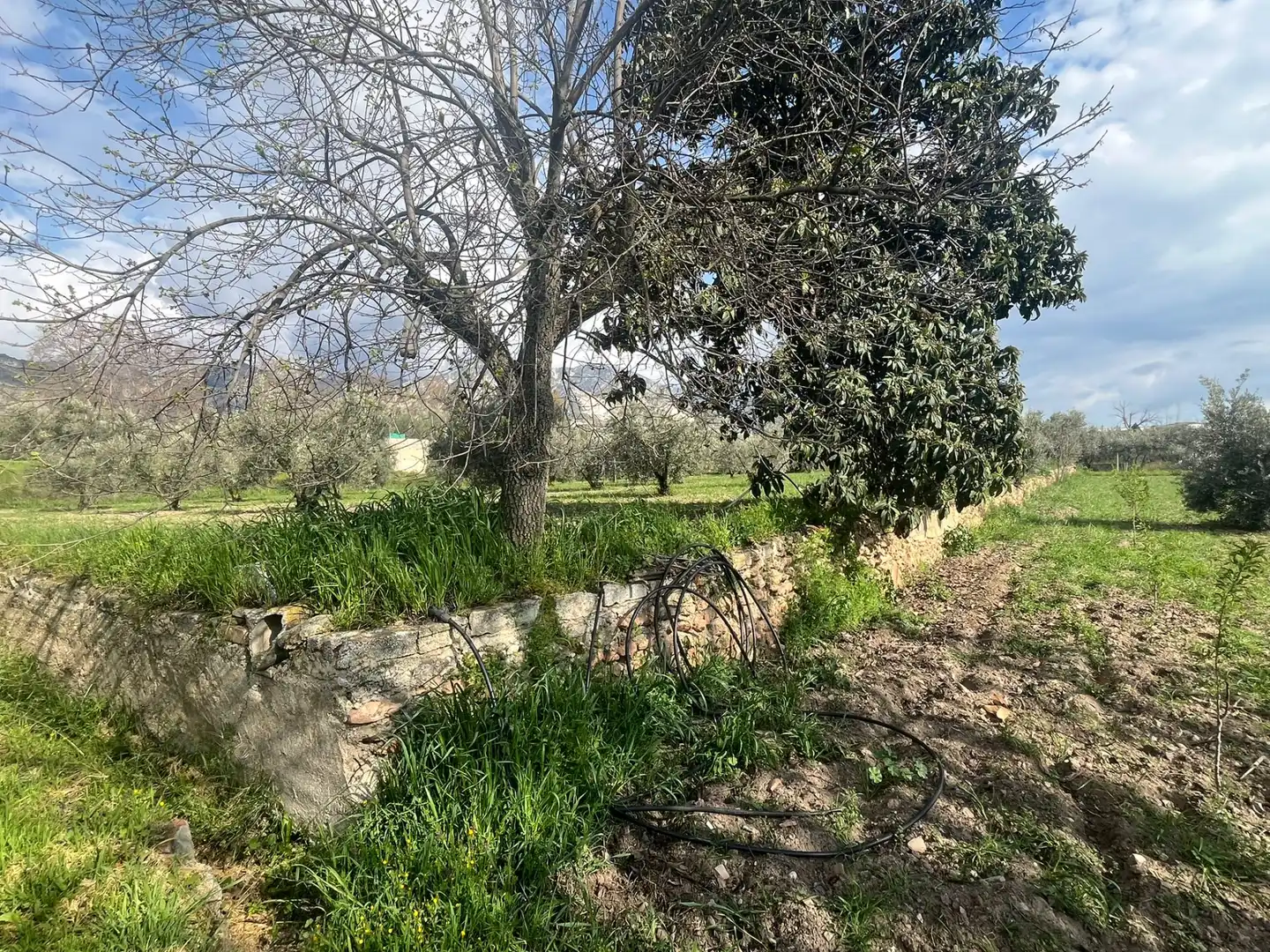 Land for sale in Dúrcal