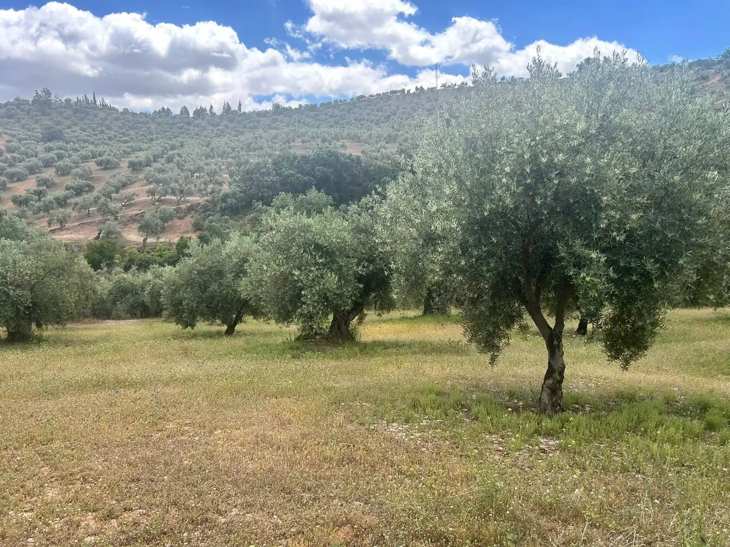 Terreno rustico in vendita a Calicasas, imagen 4