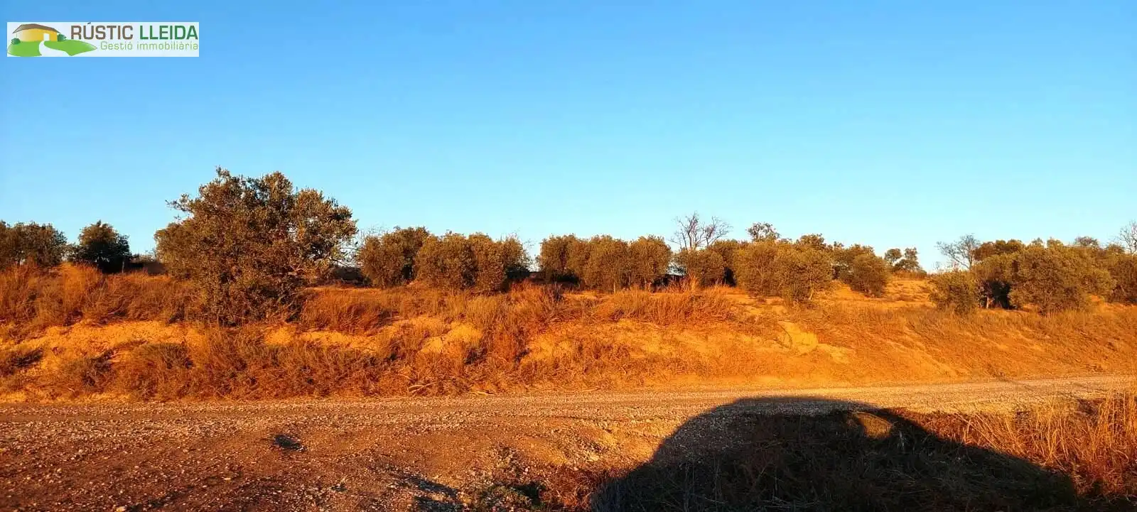 Terreny rústic en venda a Puiggròs, imagen 5