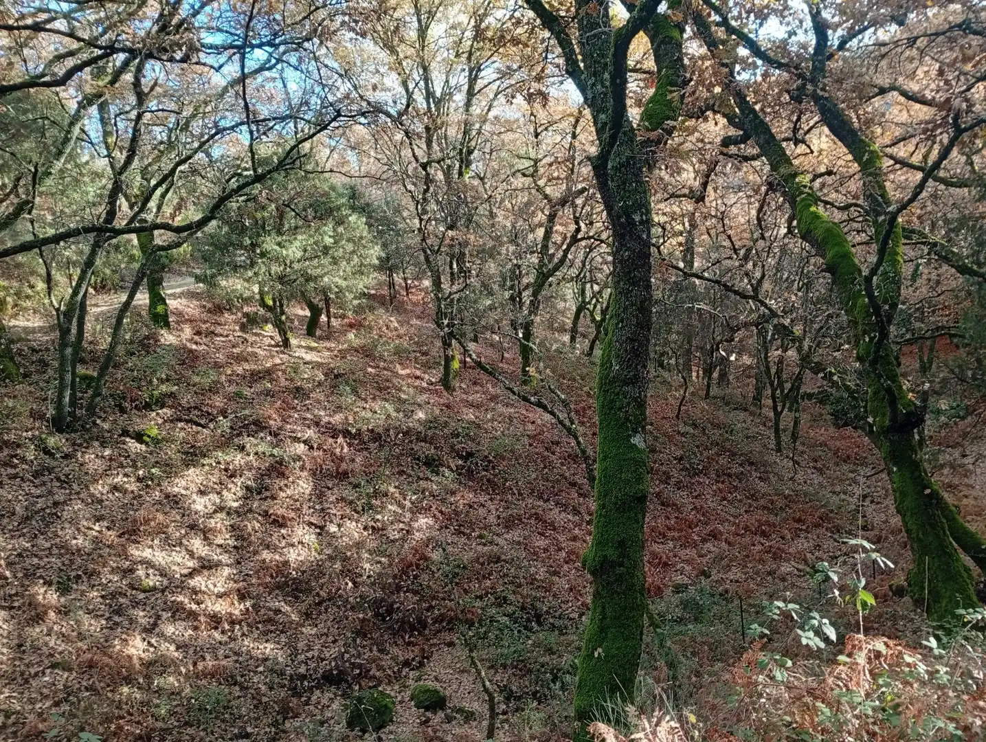 Terreni e lotti in vendita a Villanueva de la Vera, imagen 25