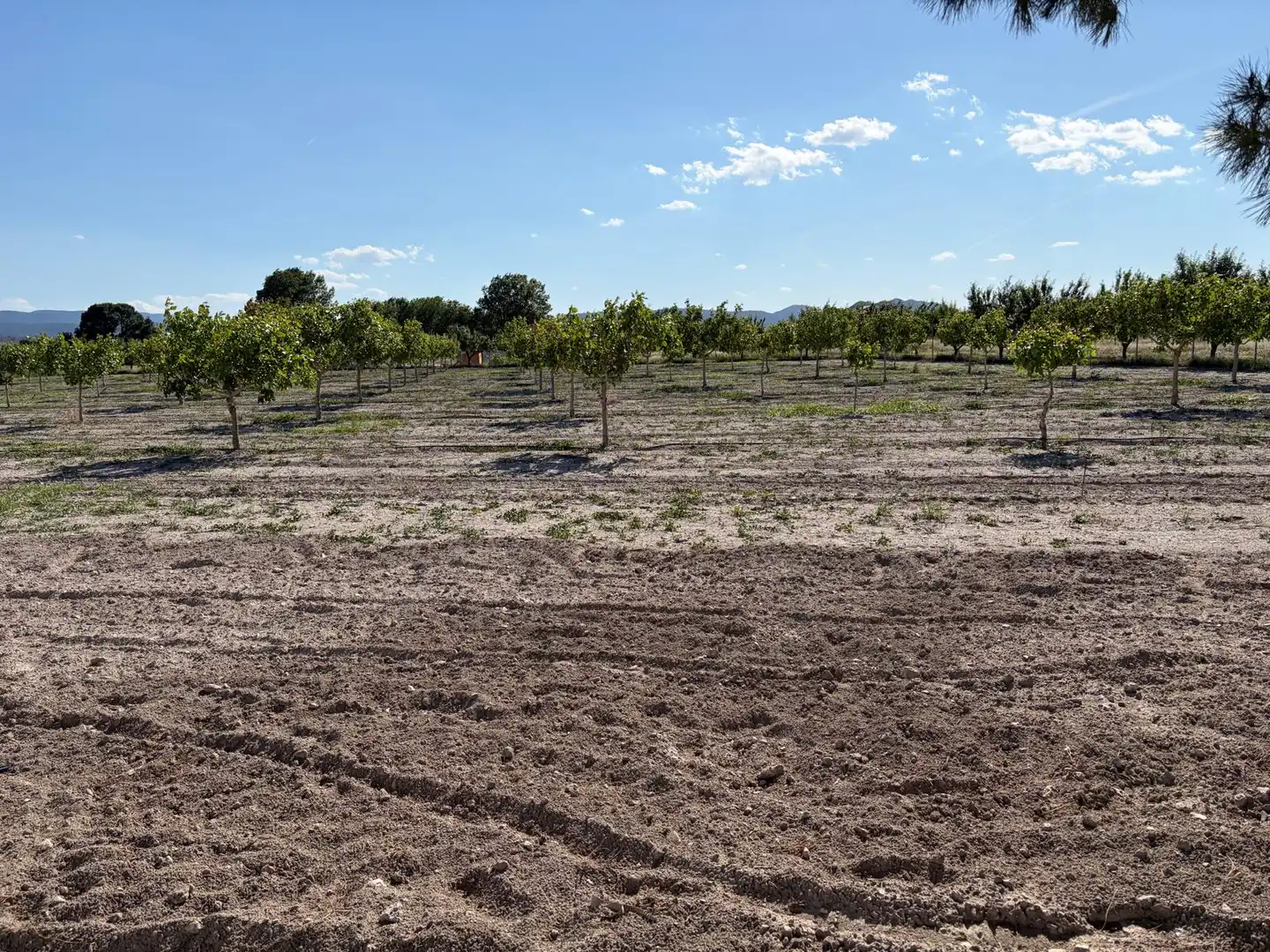 Finca rústica de alquiler en Villena con Jardín privado, Trastero y Amueblado