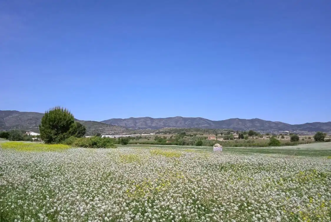Terreno residenziale in vendita a Agullent, imagen 7