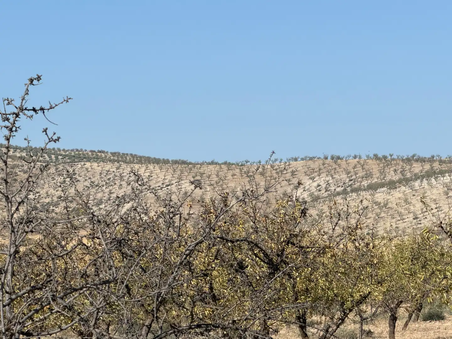 Terreno rustico in vendita a Camino de Alhendín, imagen 4