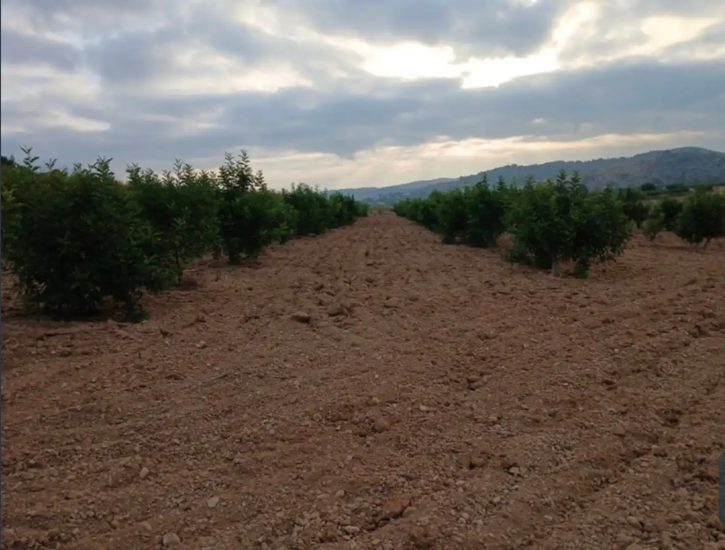 Rural land for sale in Llano de la Paridera 576, imagen 3