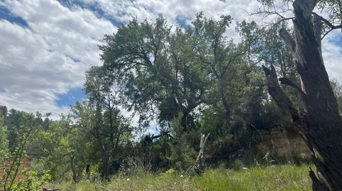 Pequeño huerto en Calapatans, immagine 3