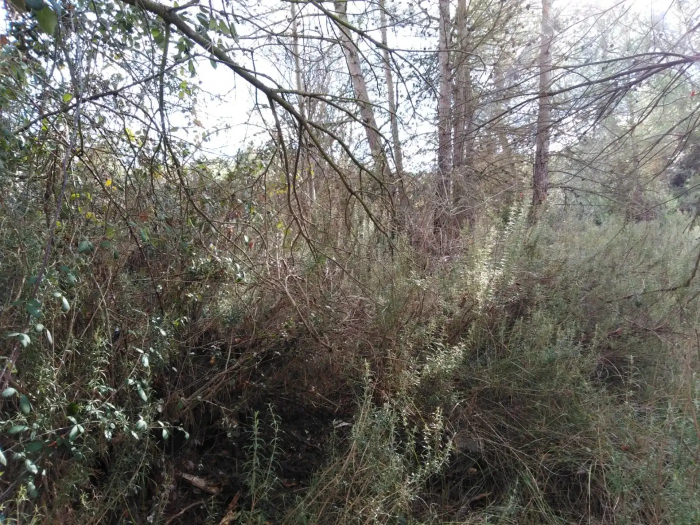 Wohnbaugrundstück zum Verkauf in Calle GENETA, imagen 3