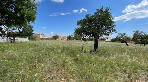 Foto 2 de Terreno en venta en Consell, Illes Balears