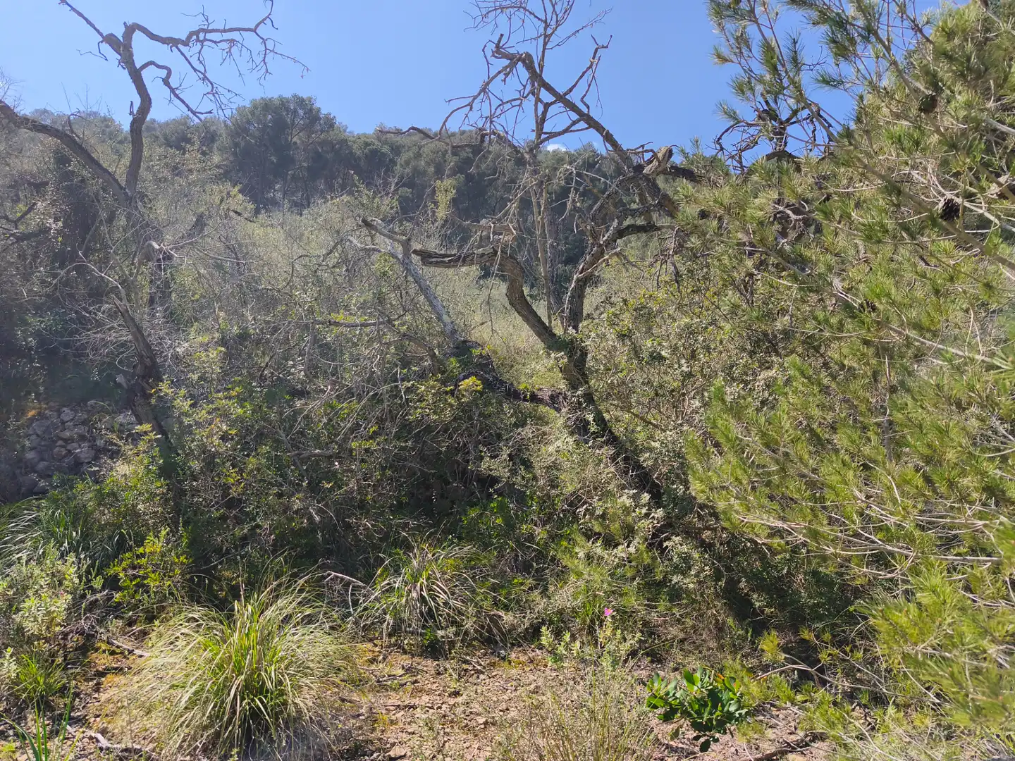 Terreno rustico in vendita a Algaida, imagen 3