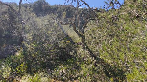 Finca de garriga, immagine 3