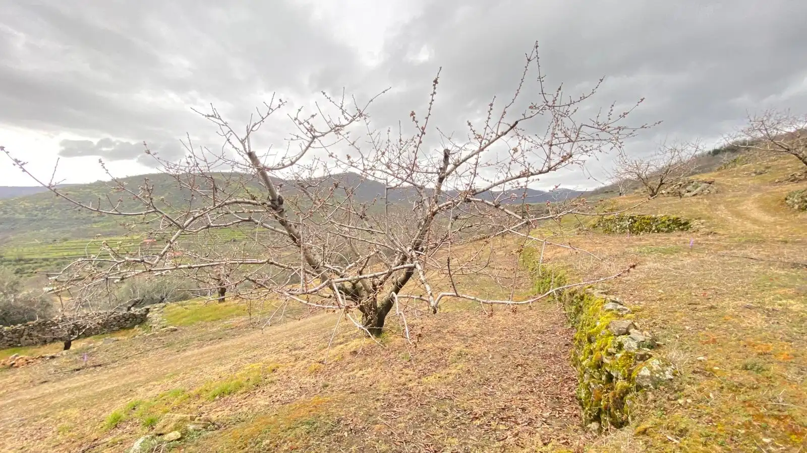 Terreni e lotti in vendita a Hervás, imagen 11