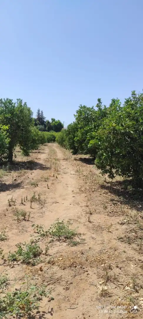 Terreno rustico in vendita a Ardelejos - Cuesta de la Palma - Buenavista, imagen 4