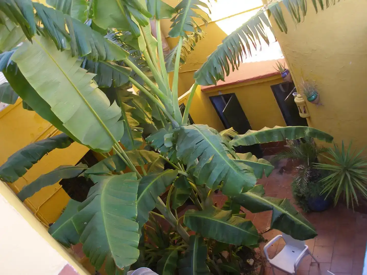 Jardí de Local en venda en Benaoján