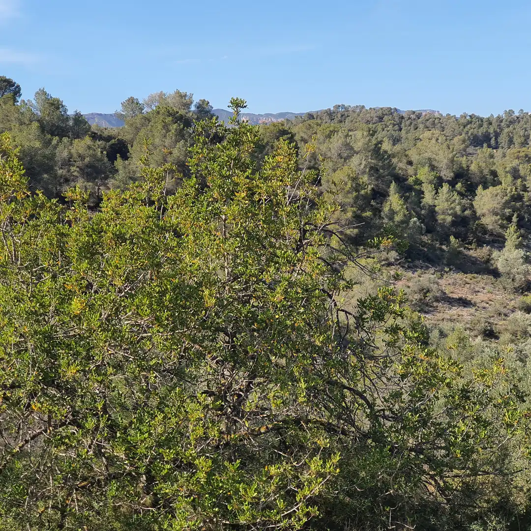 Terrain rustique à vendre à Benifallet, imagen 13