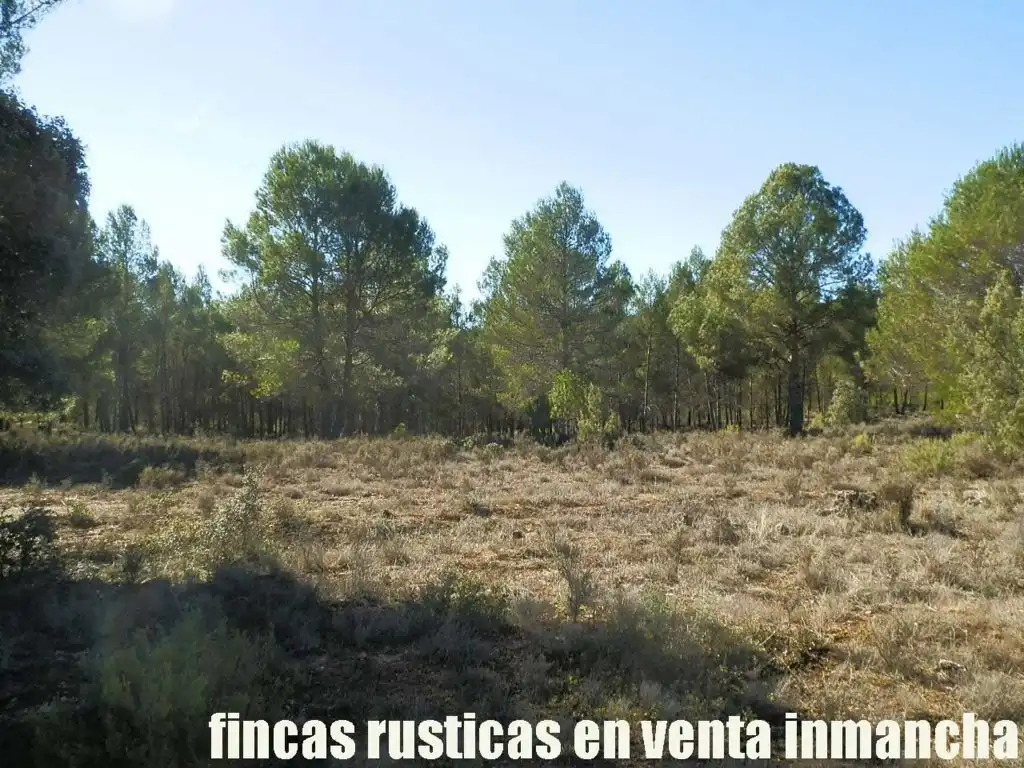 Land for sale in Valdeolivas