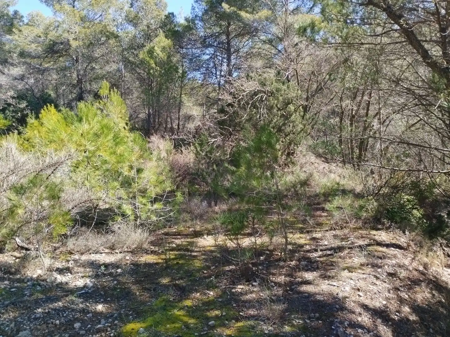 Terreno en venta en La Morera de Montsant