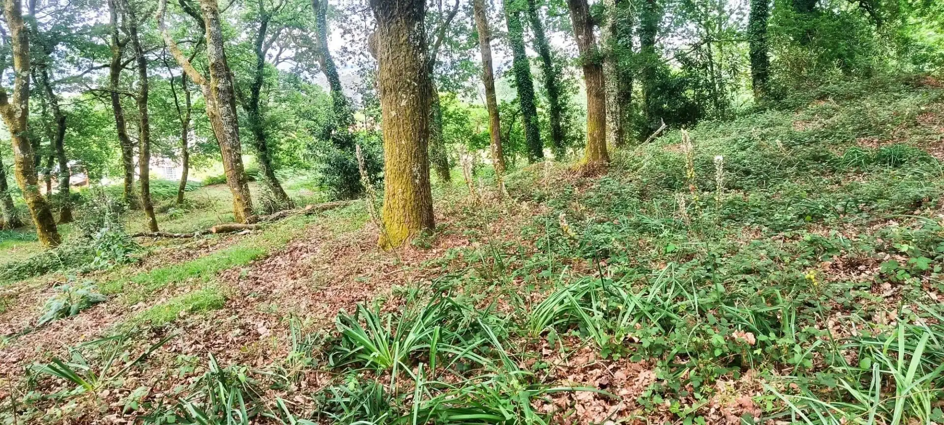 Finca rústica en venta en A Estrada 