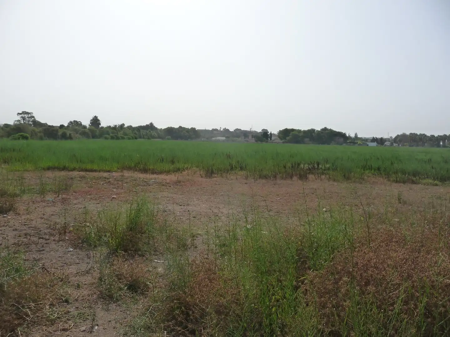 Finca rústica en venda a Son Ferriol