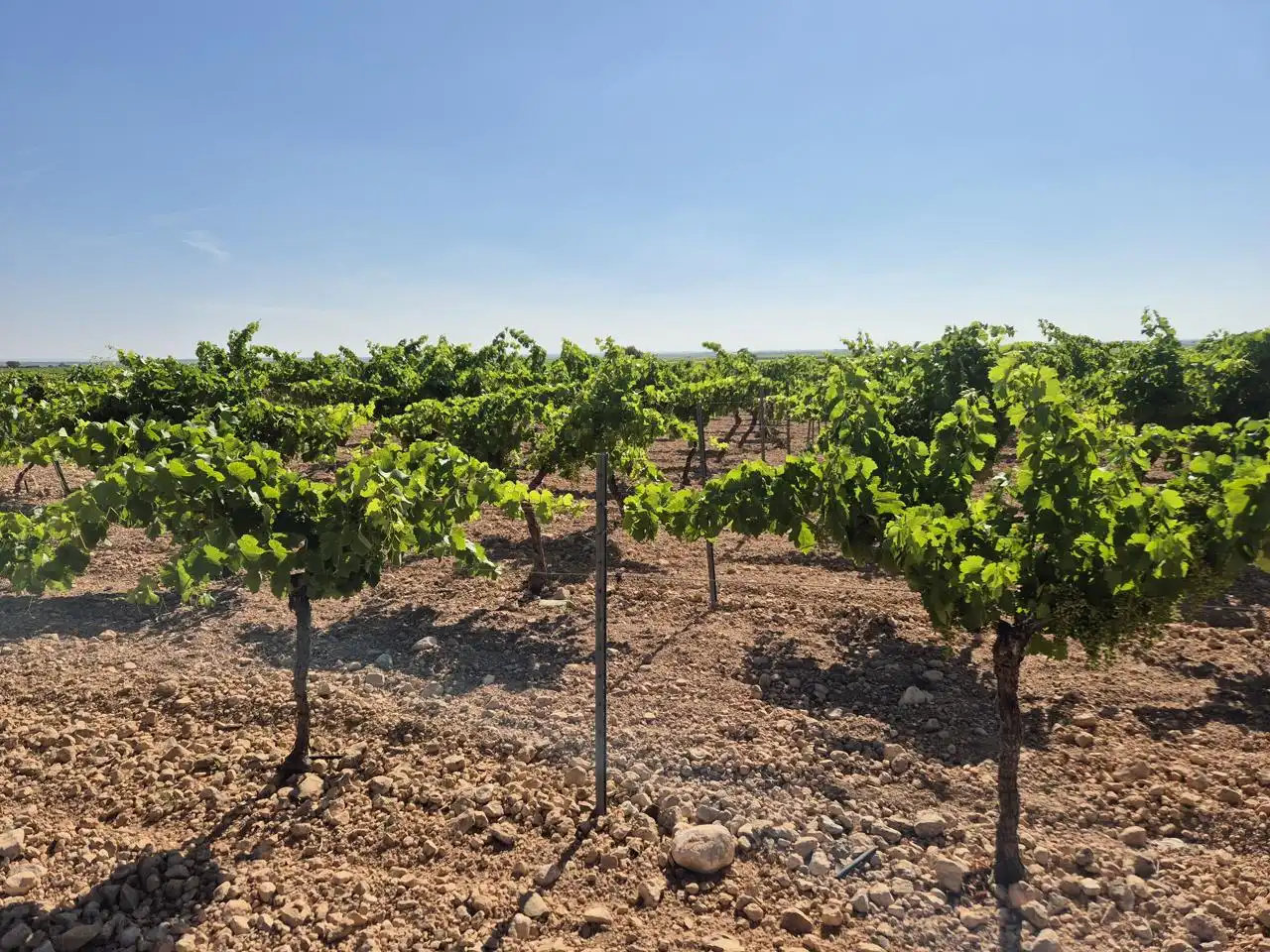 Terreno rustico in vendita a Las Colinas, imagen 34