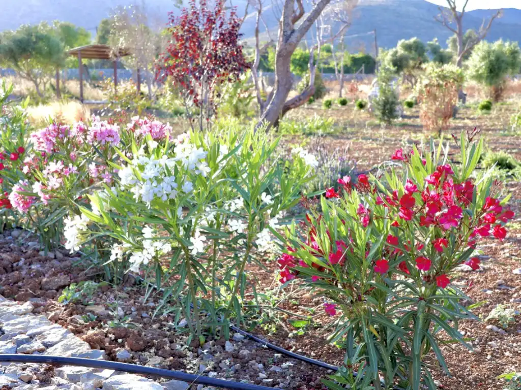 Jardí de Finca rústica en venda en Capdepera amb Jardí privat, Piscina i Forn