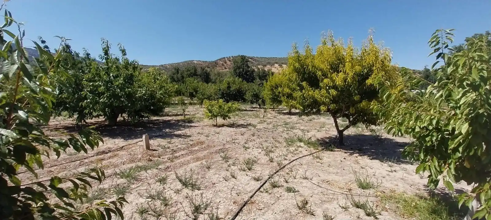 Country homes for sale in DISEMINADO, Castillo de Locubín