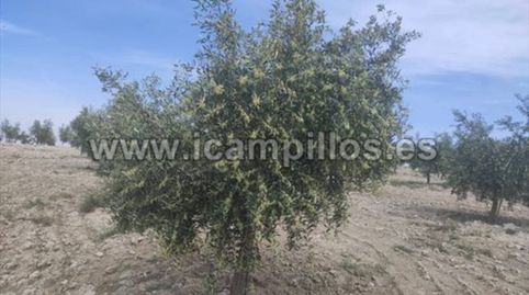OLIVAR JOVEN DE 1 PIE, DOS FANEGAS, immagine 3