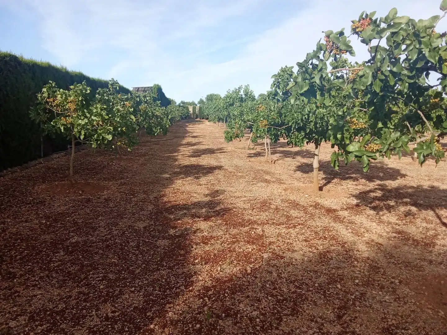 Terreno en venta en Ciudad Real