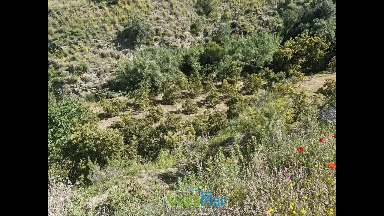 Terreny rústic en venda a Barranco de la Fifa, imagen 7