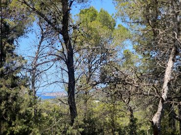 Terreno rustico in vendita a Andratx