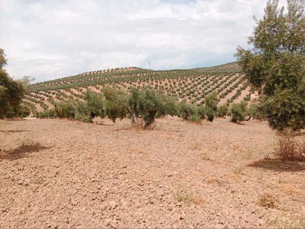 Land for sale in Porcuna