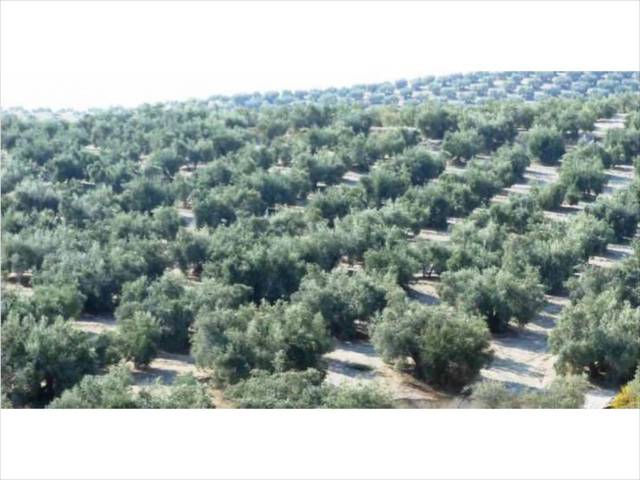 Terreno en Venta en Jauja