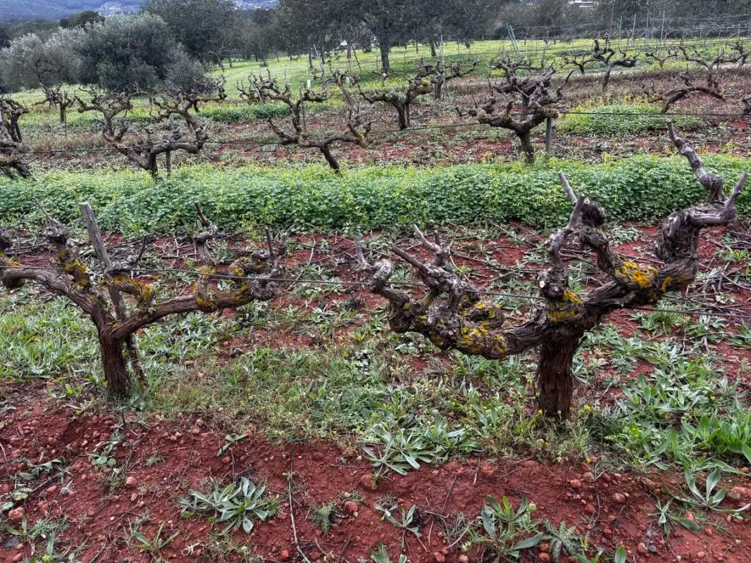 Garden of Land for sale in Sant Joan de Labritja