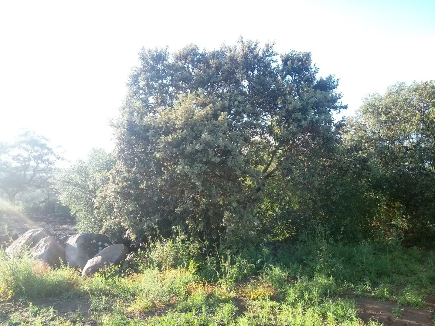 Terreni e lotti in vendita a Castilblanco de los Arroyos, imagen 23