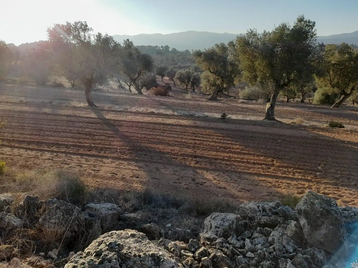 Terreno rústico en venta en Corbera d'Ebre, imagen 6