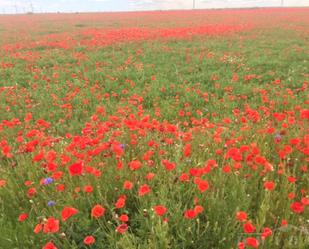 Garden of Land for sale in Valle de Santibáñez