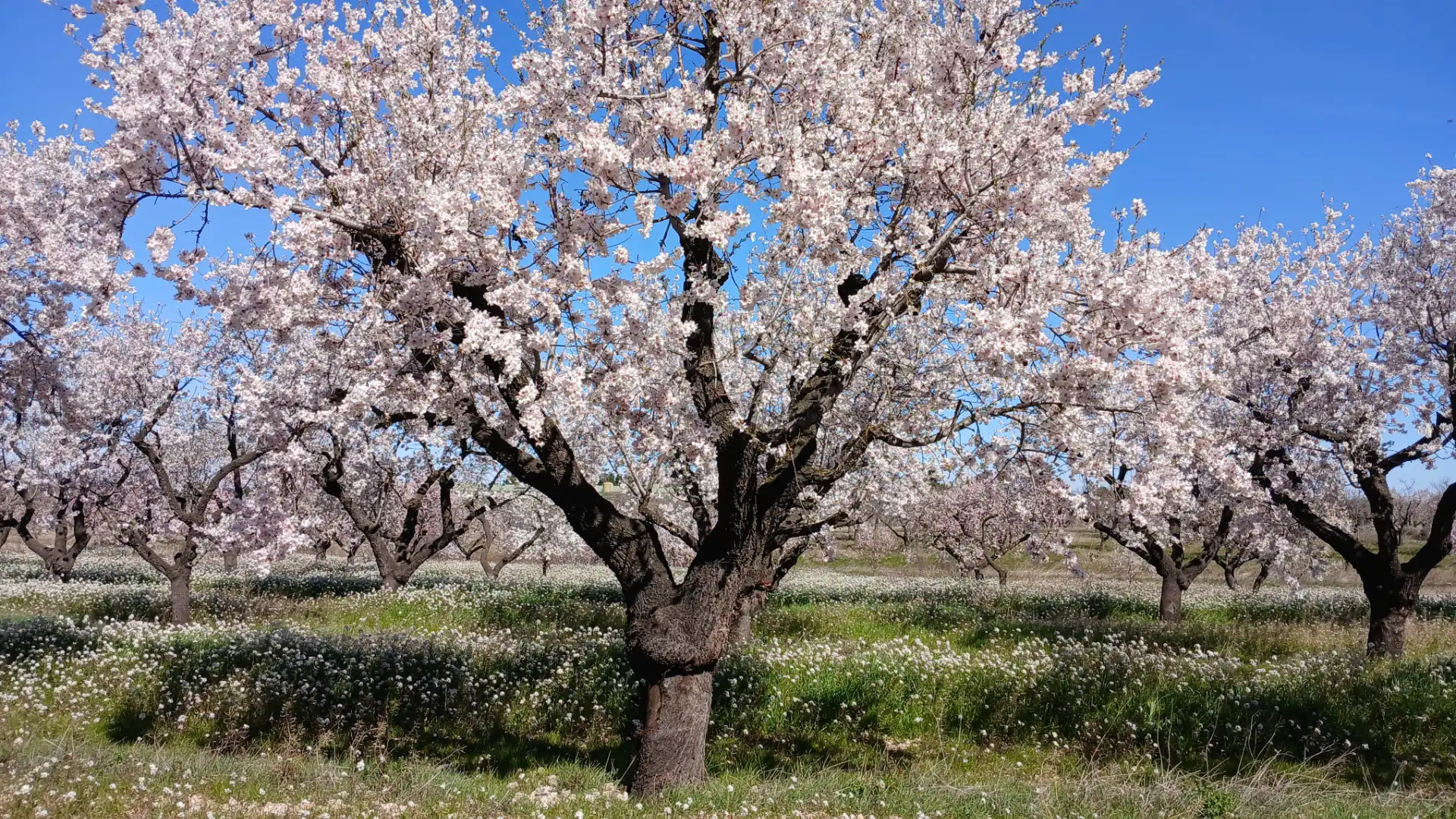 Terreni e lotti in vendita a Valderrobres, imagen 7