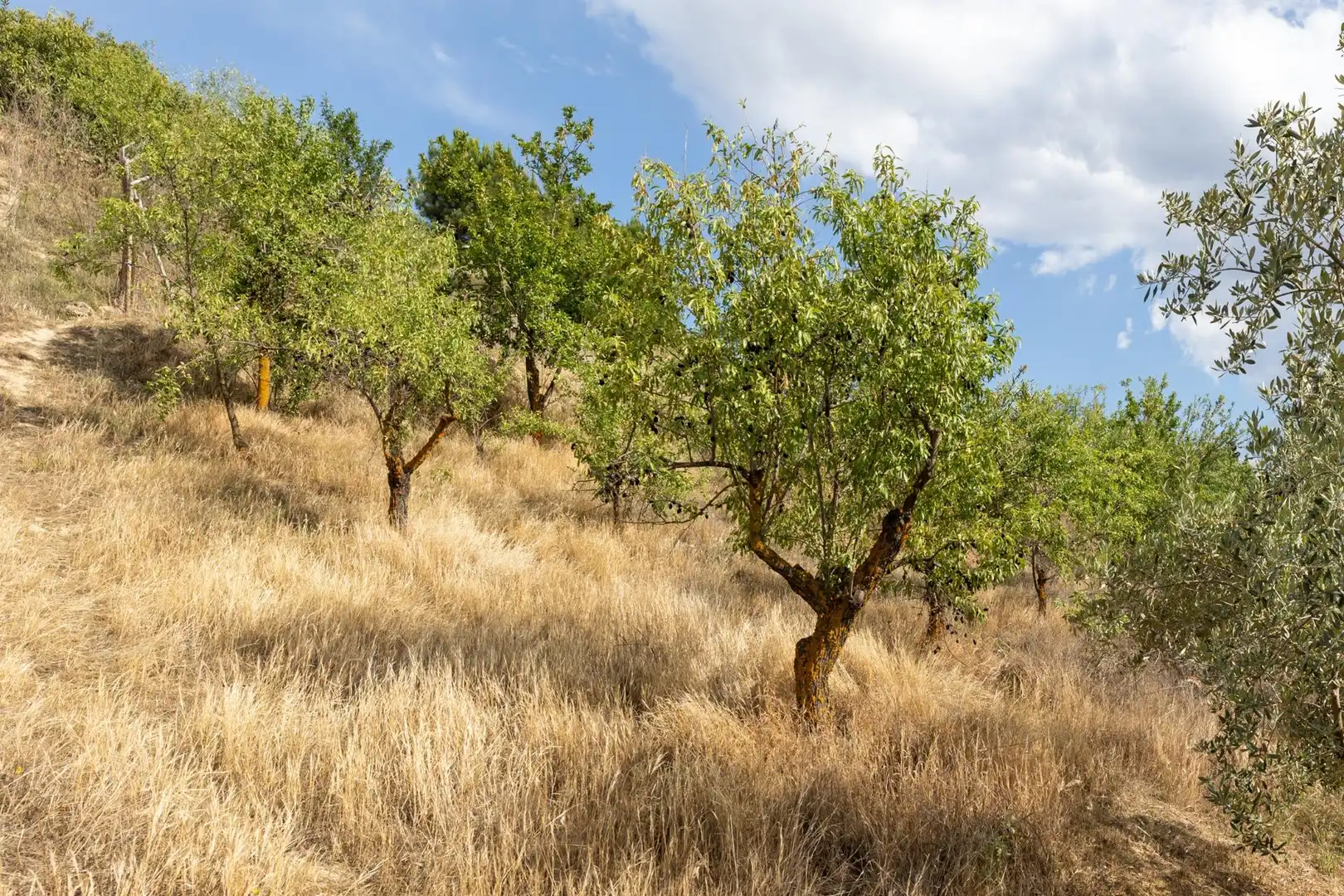 Terreno rustico in vendita a Calle POL 1, PARC 176, imagen 15
