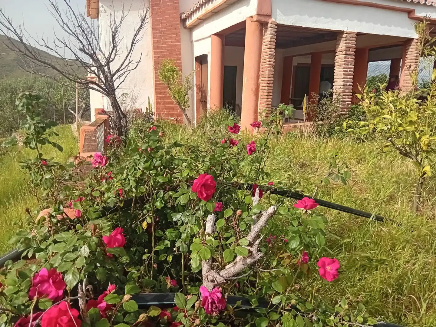 Garden of Country homes for sale in Mijas  with Terrace and Swimming Pool