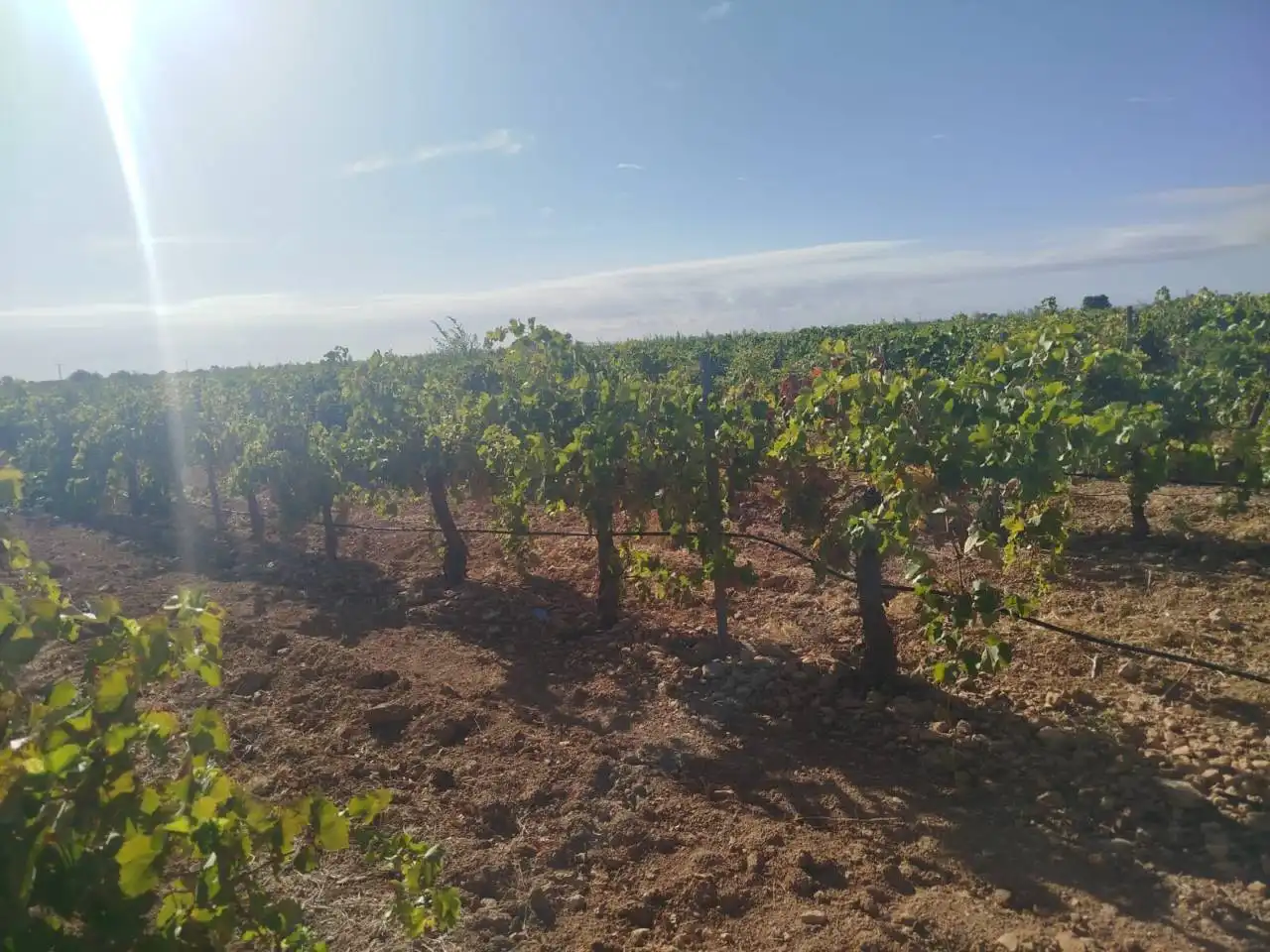 Terreno rustico in vendita a Alcázar de San Juan, imagen 5