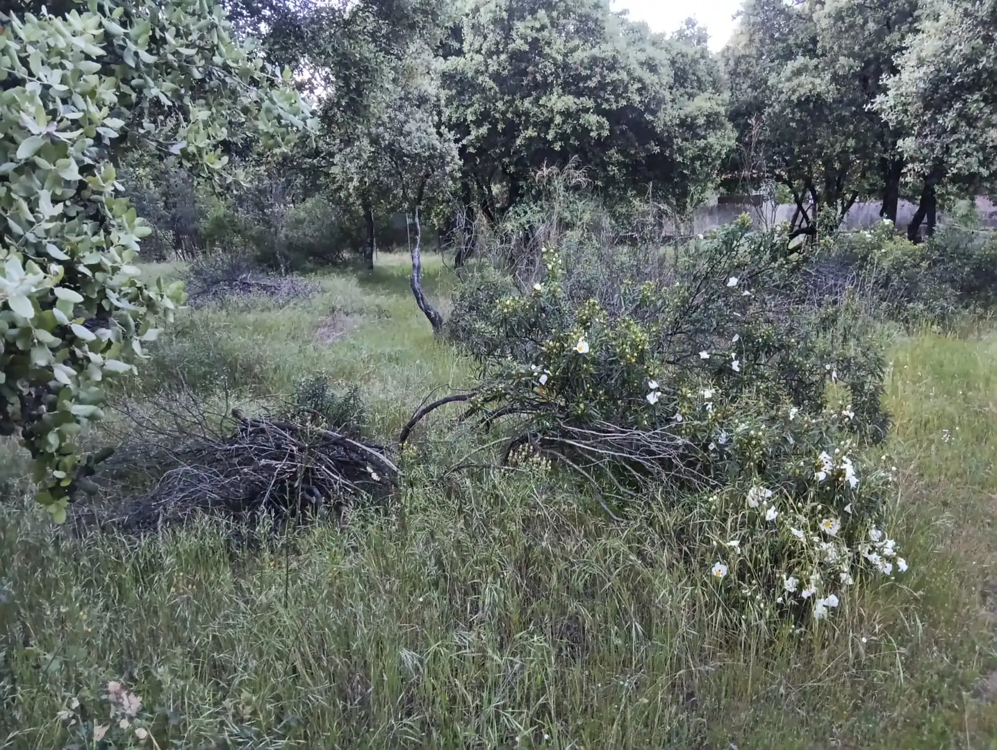 Casa o xalet en venda en Valdemorillo