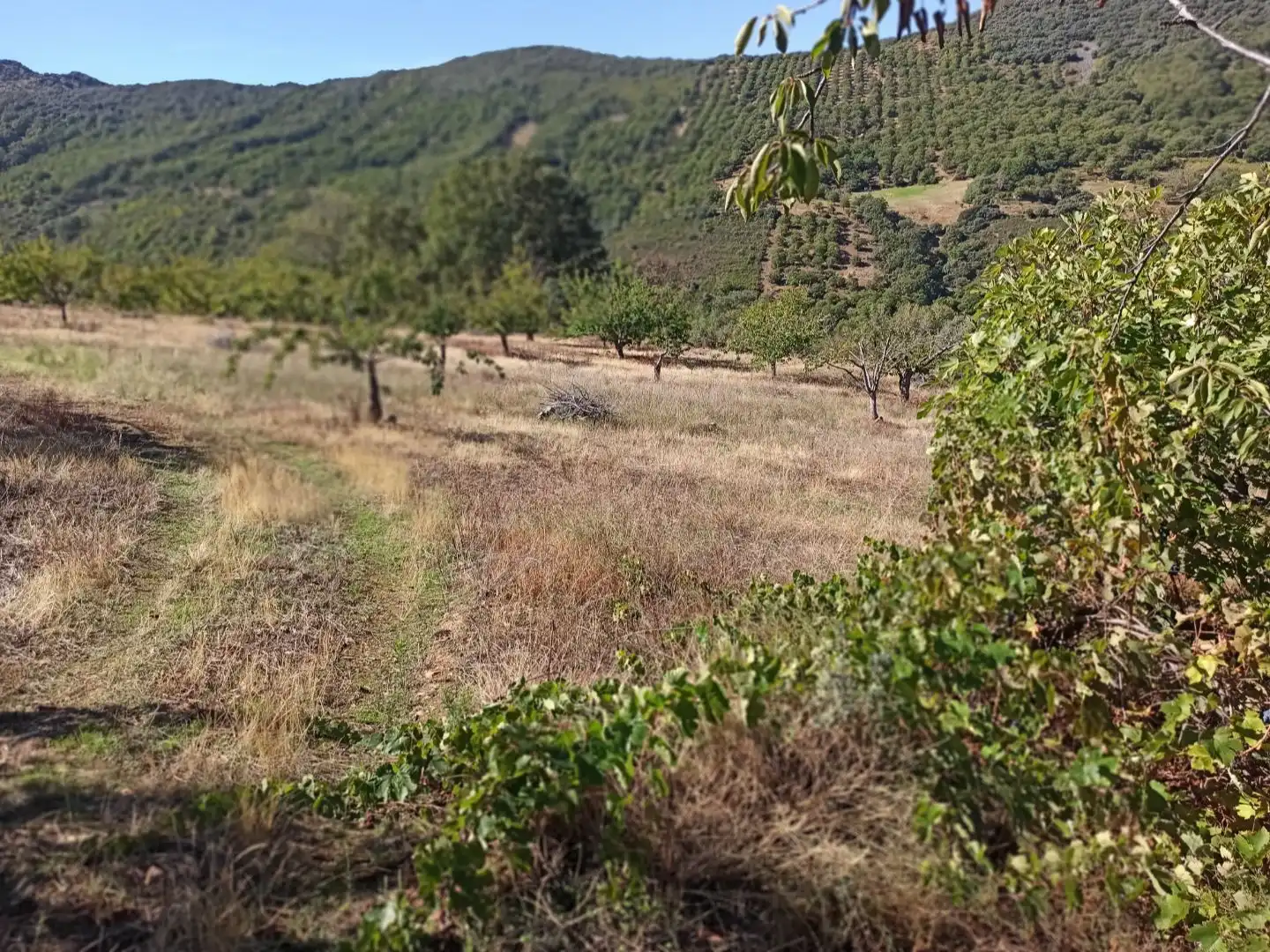 Land for sale in Navezuelas