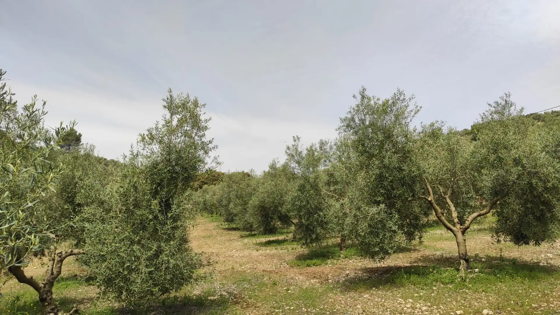 Rustikales Grundstück zum Verkauf in Archidona, imagen 2